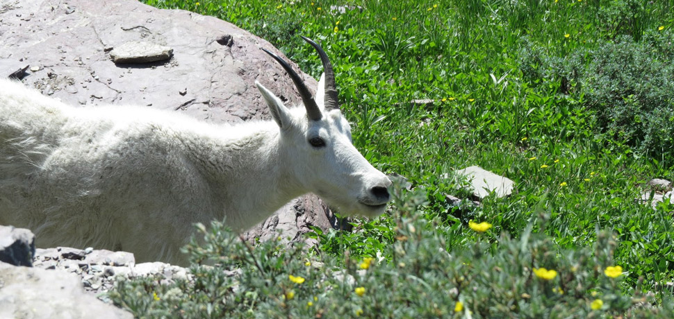 goat-resized