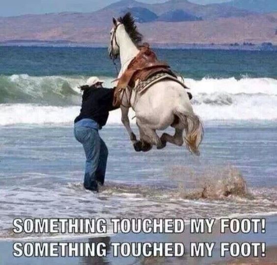 horse-meme